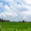 polonnaruwa-rice-field-and-sky-sri-lanka
