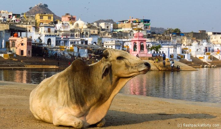 pushkar-cow-with-buildings-and-lake