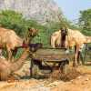 camel-feeding-pushkar