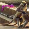 pushkar-fornicating-monkeys