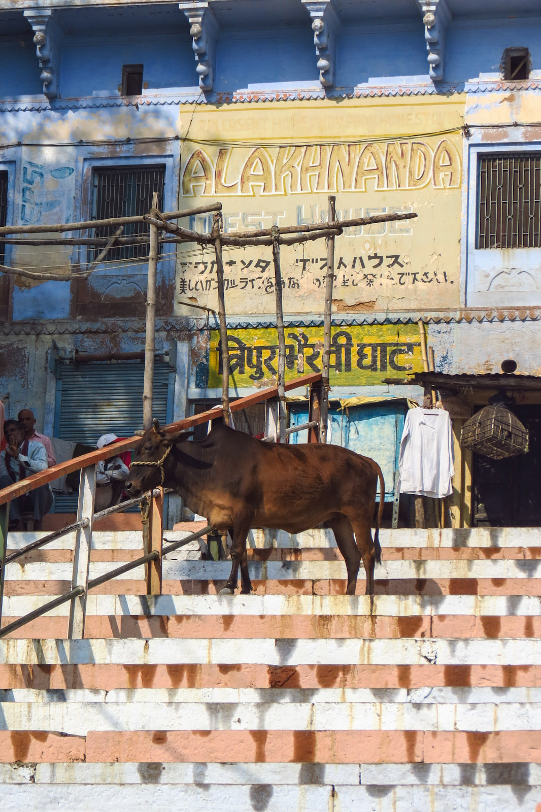 sacred-cow-on-ghats-varanasi-india