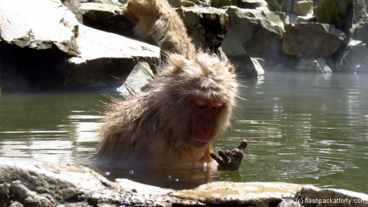snow-monkey-feeding-whilst-bathing-in-hot-pool