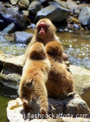 three-baby-snow-monkeys-playing-in-a-stream-japan
