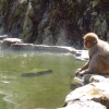 snow-monkeys-in-hot-springs-at-jigokudani-monkey-park
