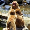 three-baby-snow-monkeys-playing-in-a-stream-japan