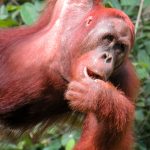 Malaysia: Visiting Wild Orangutan in Borneo