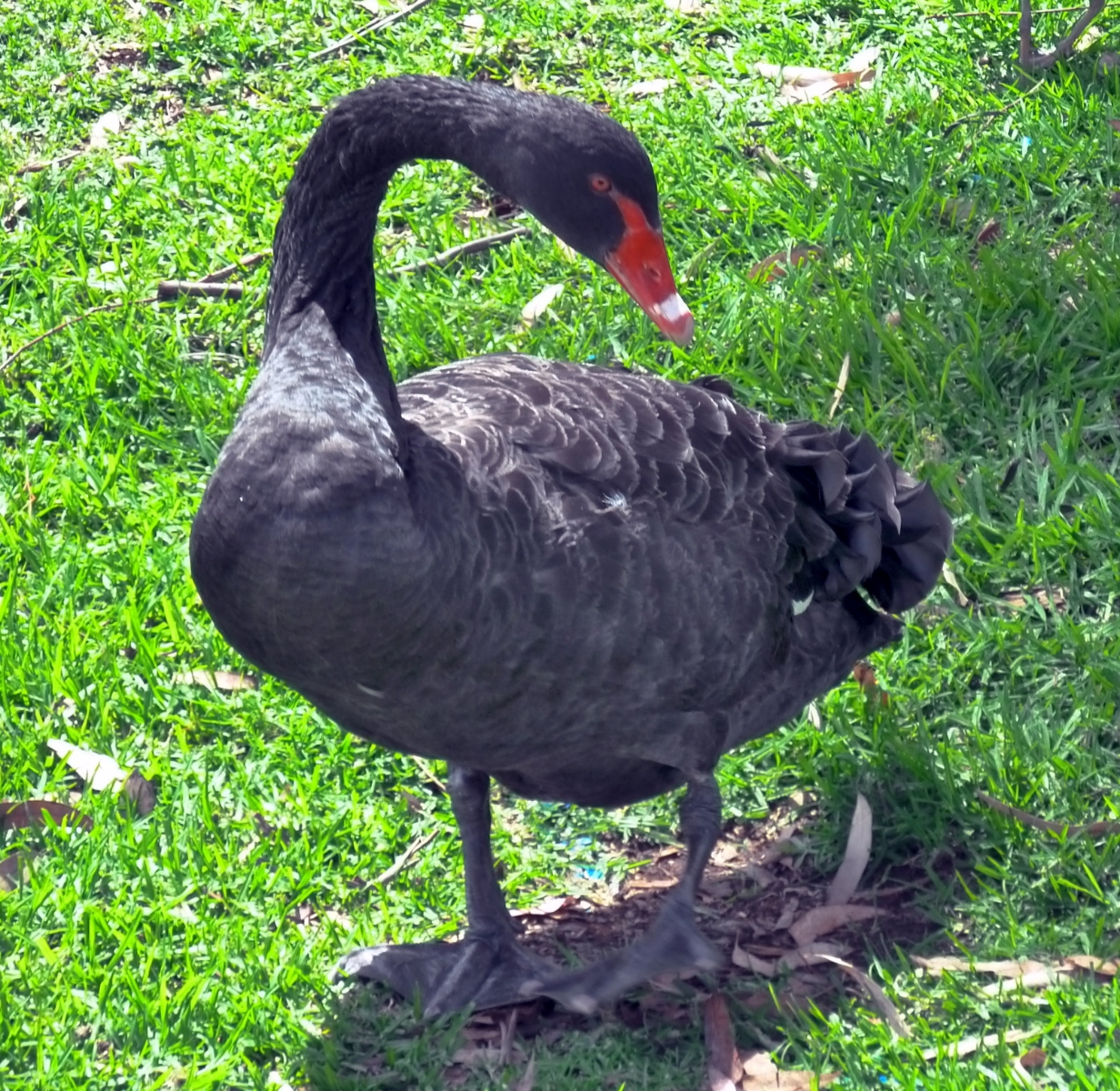 black-swan-adelaide