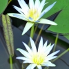 water-lily-adelaide-botanic-gardens