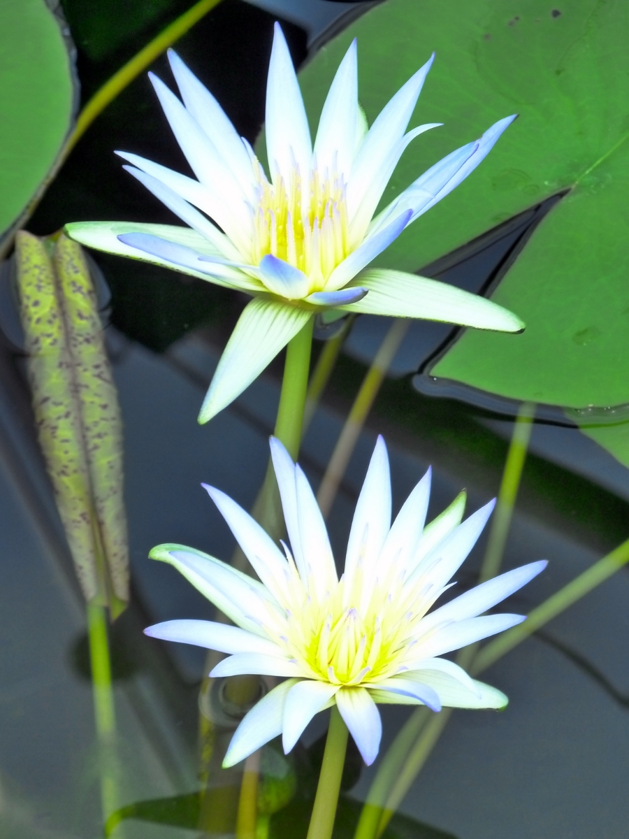 water-lily-adelaide-botanic-gardens