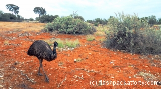 Emu in the Outback