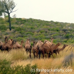 feral camels in the outback australia
