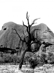 uluru burnt tree BW