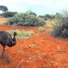 Emu in the Outback