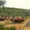 feral camels in the outback australia