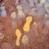 Outback rainy footprints