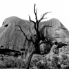 uluru burnt tree BW