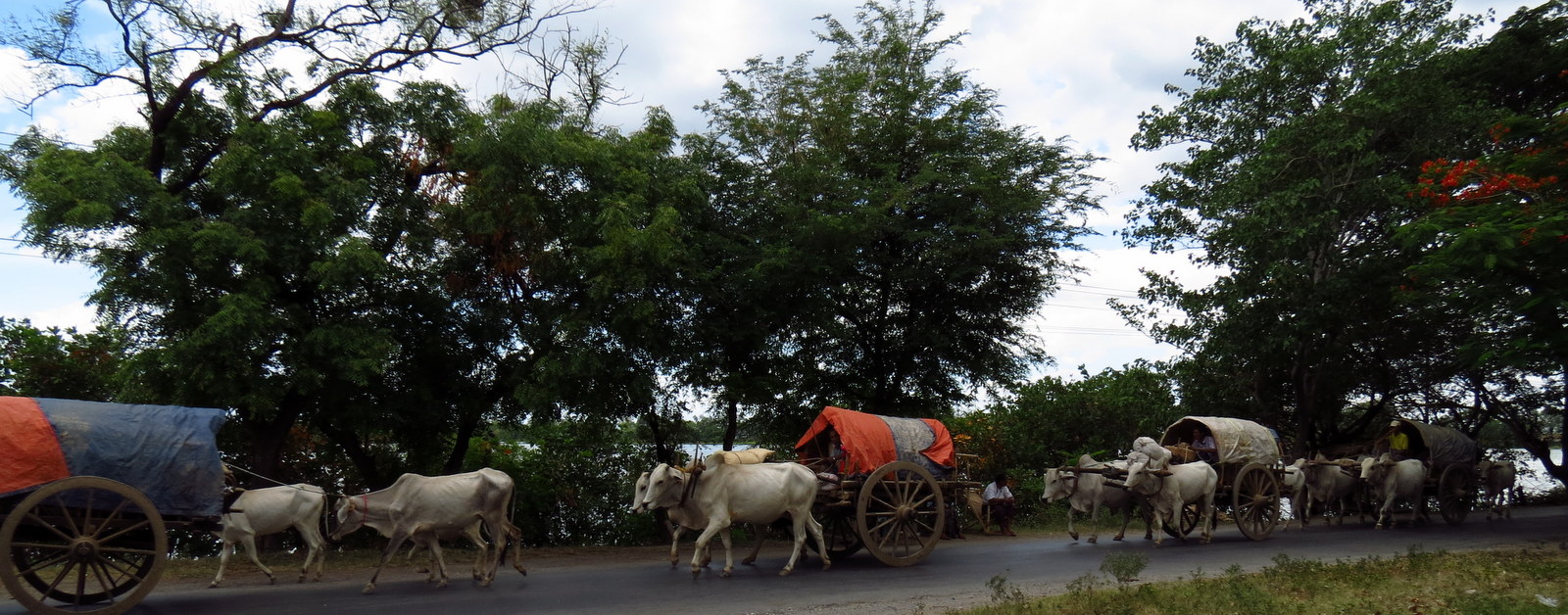 ox-cart-convoy-sagaing