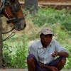 horse cart driver and horse