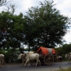 ox-cart-convoy-sagaing