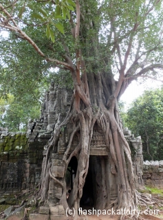 ta-phrom-gate-with-tree-root