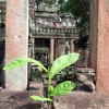 lonely-sapling-angkor-temple