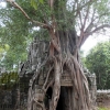 ta-phrom-gate-with-tree-root