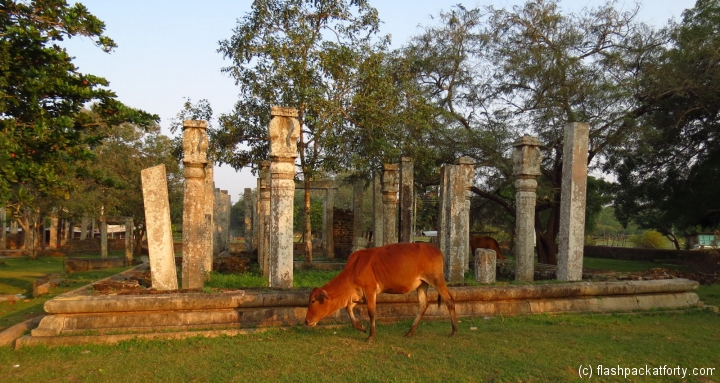 cow-and-ruins-anuradhapura-old-town