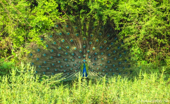 peackock-show-sri-lanka