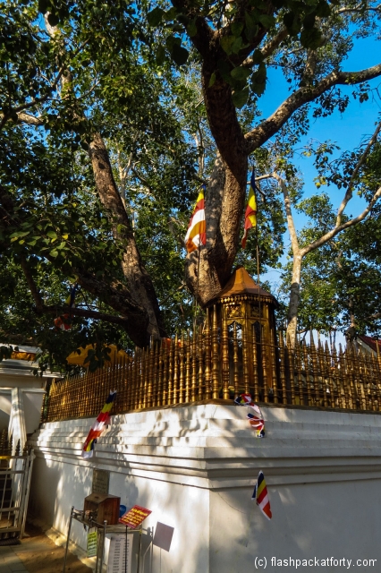 sri-maha-bodhi-sri-lanka