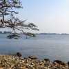 nuwara-wewa-lake-and-tree