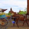 bagan-horse-and-cart-with-temple