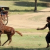 bagan-horse-cart-training