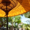 burmese-parasol