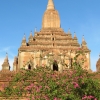temple-and-flowers-bagan