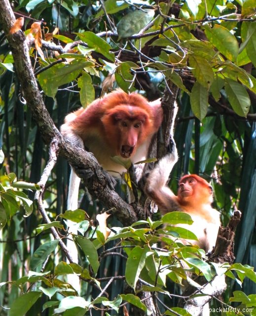 angry-female-proboscis-monkey-bako-national-park