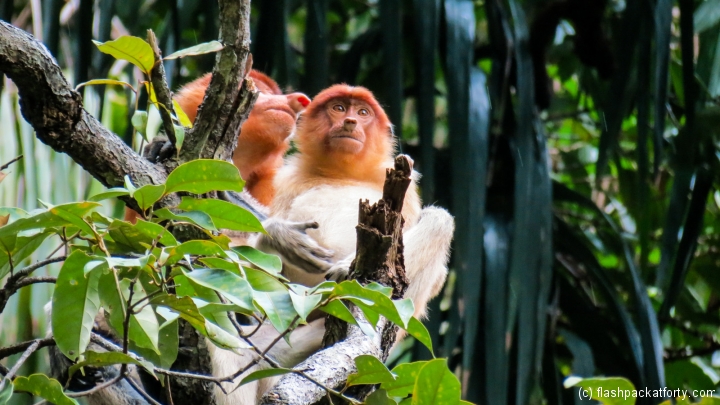 bako-national-park-monkeys