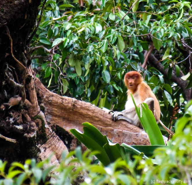 bako-national-park-proboscis-monkey
