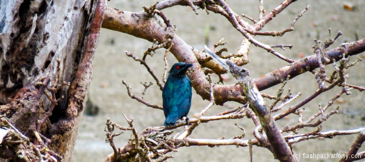 bird-life-bako-national-park-malaysia