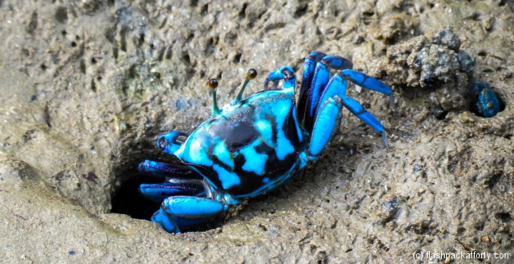 blue-crab-bako-national-park-beach