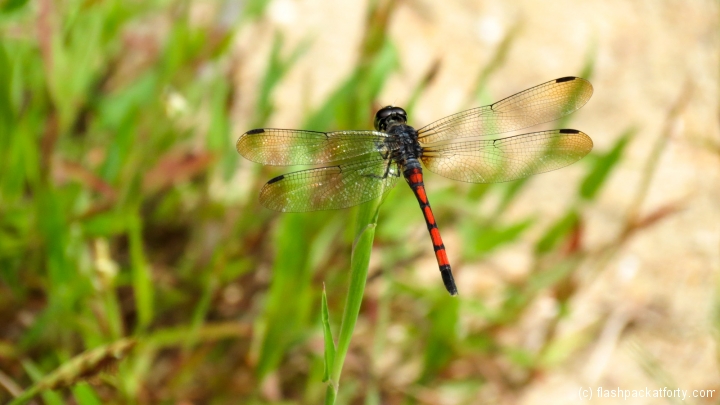 dragonfly-macro-bako-national-park
