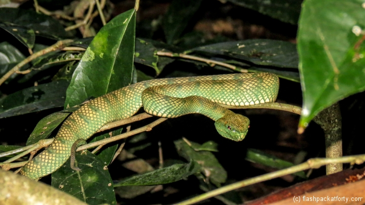green-viper-bako-national-park-night-trek