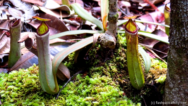 pitcher-plant-group-bako-national-park