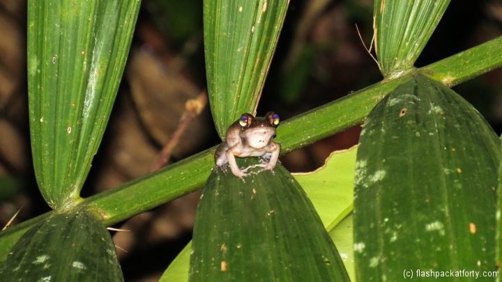 tree-frog-bako-national-park-night-trek