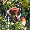 angry-female-proboscis-monkey-bako-national-park