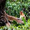 bako-national-park-proboscis-monkey