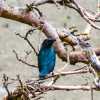 bird-life-bako-national-park-malaysia