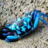 blue-crab-bako-national-park-beach