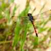 dragonfly-macro-bako-national-park