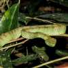 green-viper-bako-national-park-night-trek
