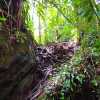 jungle-trek-path-bako-national-park-malaysia